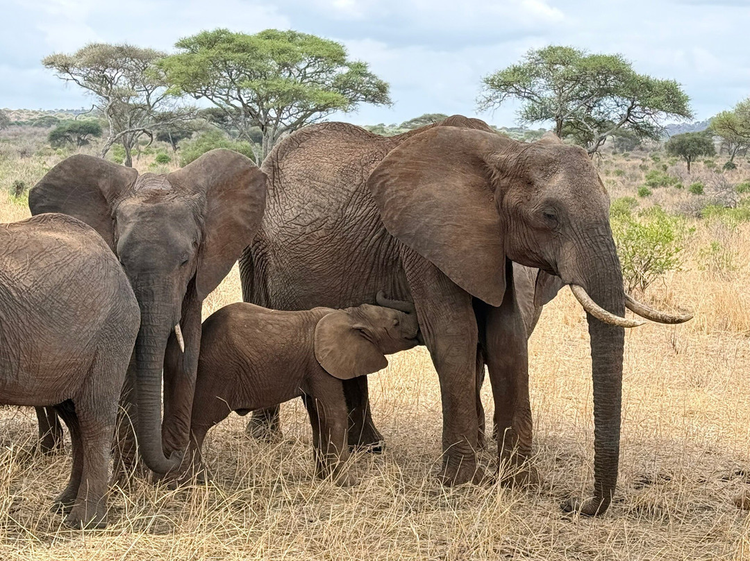 Utopia safaris-阿鲁沙必去景点