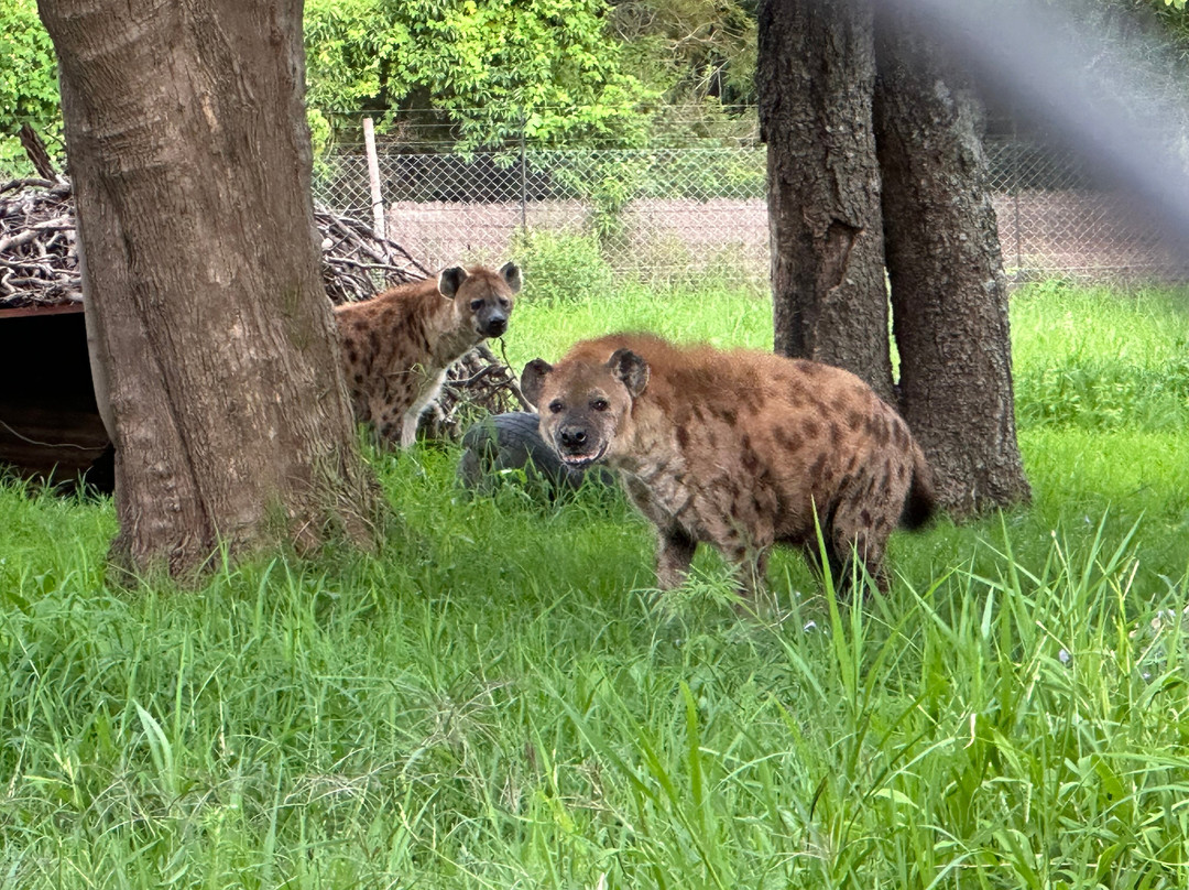Wild Is Life-哈拉雷必去景点