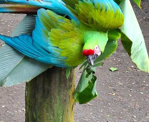 Jaguar Rescue Center-旧港必去景点