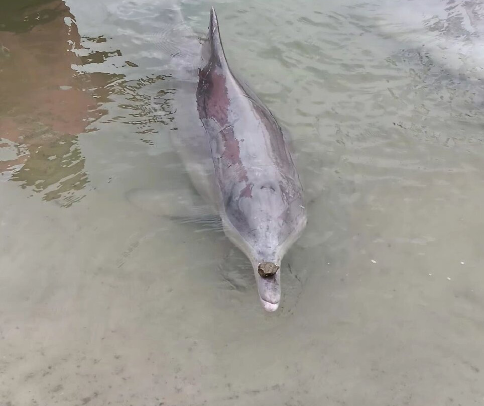Barnacles Dolphin Centre-Tin Can Bay必去景点