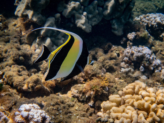 Ocean Project Maui LLC-拉海纳必去景点