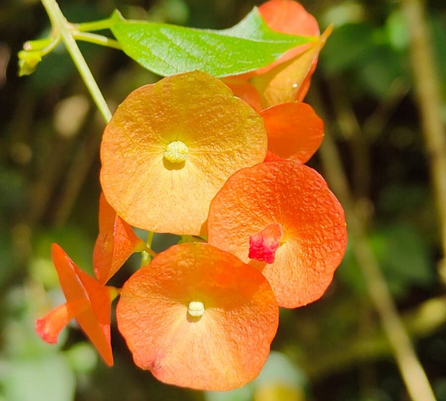 Jardin Botanique de Valombreuse-Petit-Bourg必去景点