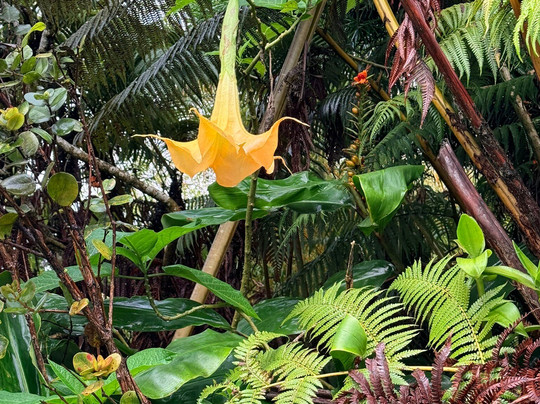 Volcano Acres Ranch Bed & Breakfast主图