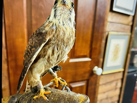 Riverside Falconry-纽卡斯尔必去景点