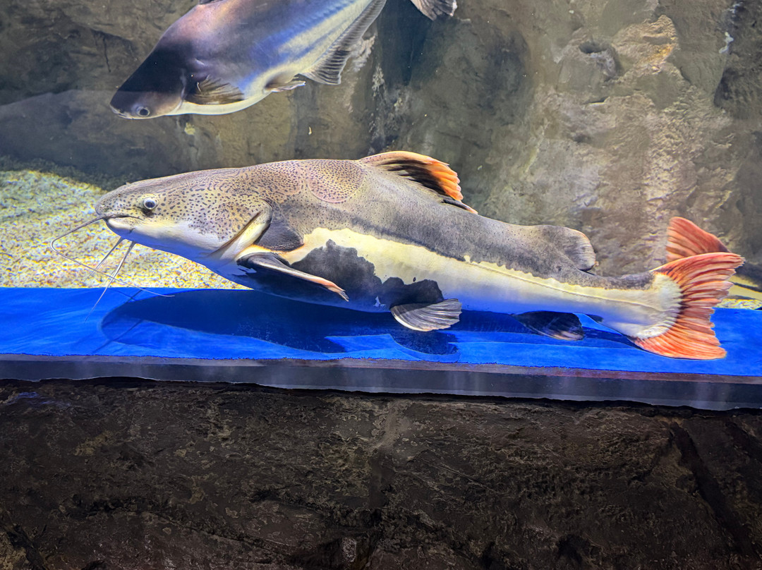 Marassi Aquarium & Underwater Zoo-Diyar Al Muharraq必去景点