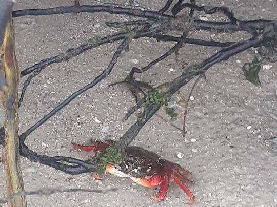 Praça da Cidadania-卡布弗里乌必去景点