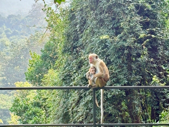 Dan Lanka Tours-科伦坡必去景点