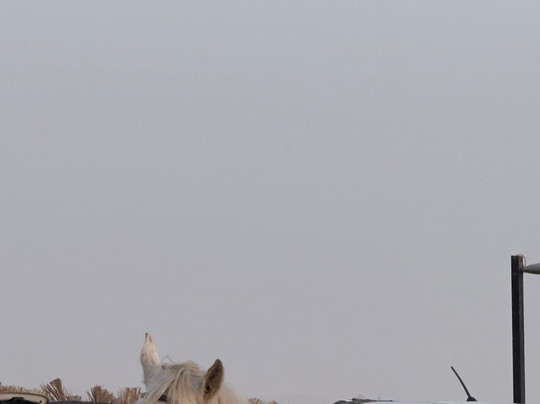 Jabal AlFil (Elephant Rock)-AlUla必去景点