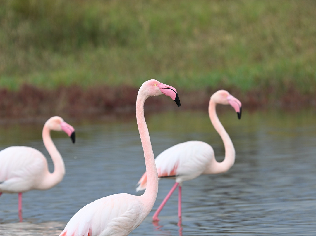Lesvos Birdwatching (by Eleni)-Agia Paraskevi必去景点