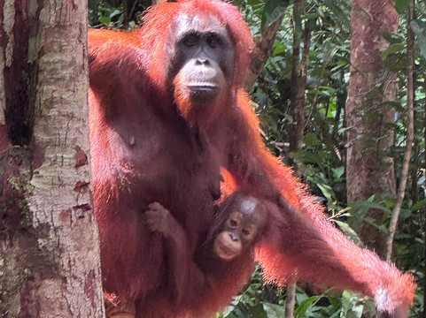Local Guides - Tanjung Puting-Pangkalan Bun必去景点