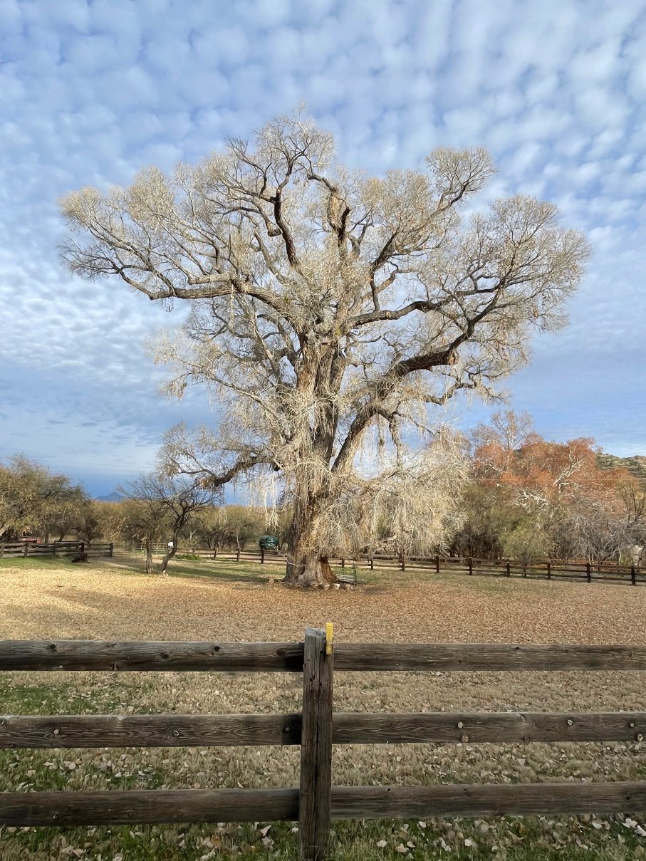 灵树旅馆民宿-浴室