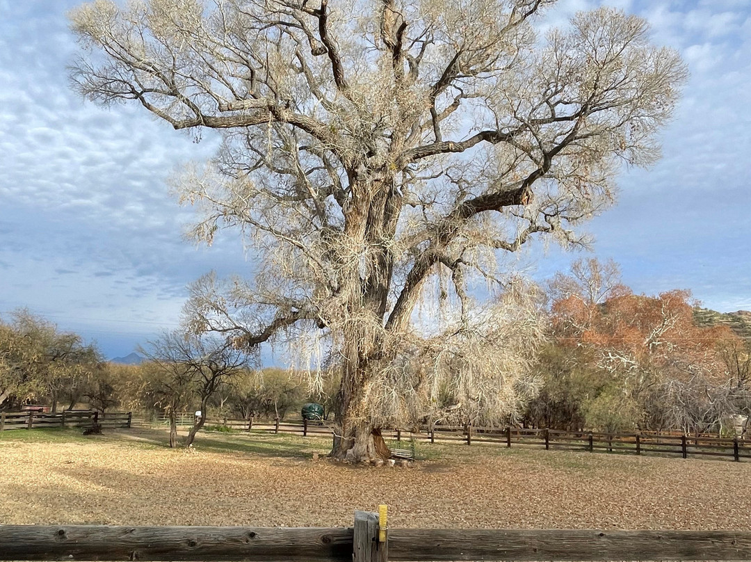 灵树旅馆民宿主图