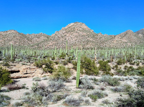 Red Hills Visitor Center-图森必去景点