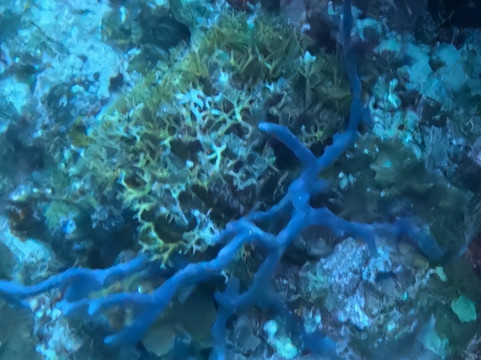 Blue Revival Diving-邦劳岛必去景点