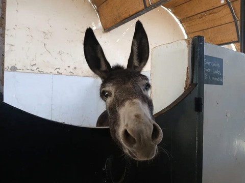 ACE - Animal Care in Egypt-卢克索必去景点