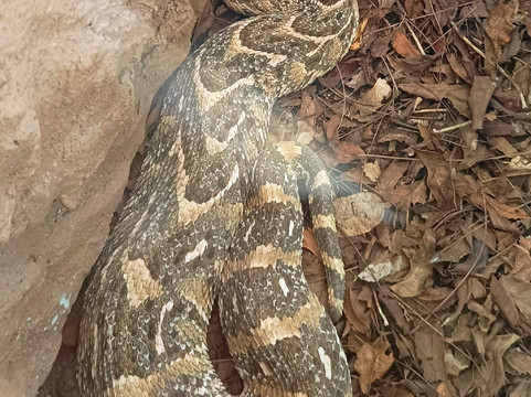 The Watamu Snake Farm-瓦塔木必去景点