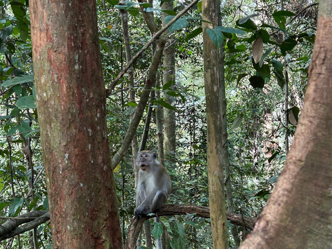 Bukit Lawang Adventure-武吉拉旺必去景点