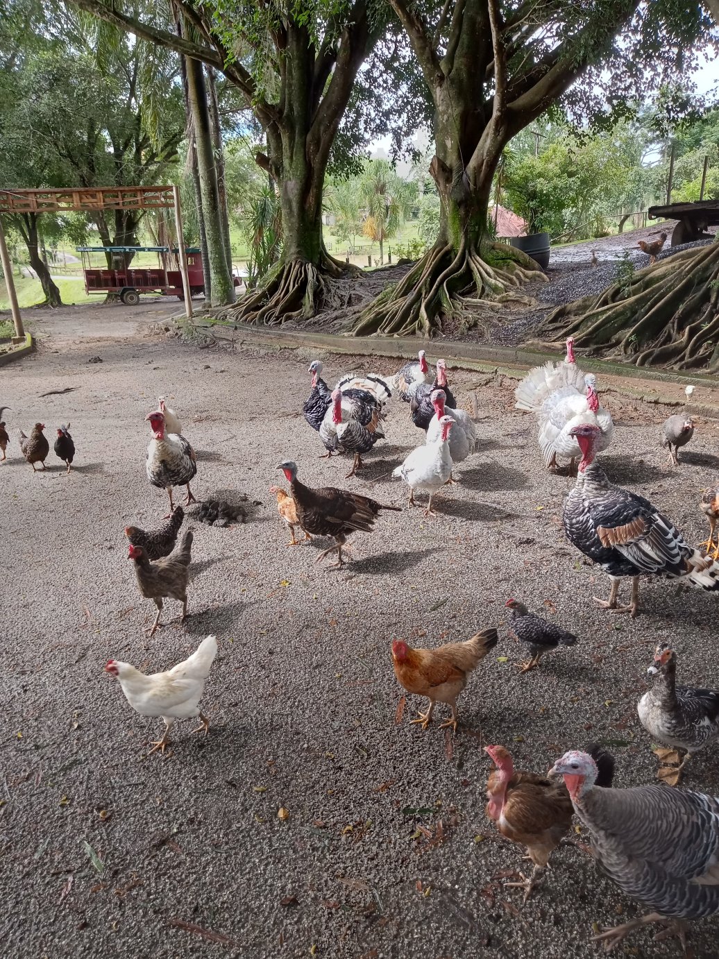 拉各斯塞特农场酒店-家庭/游戏区