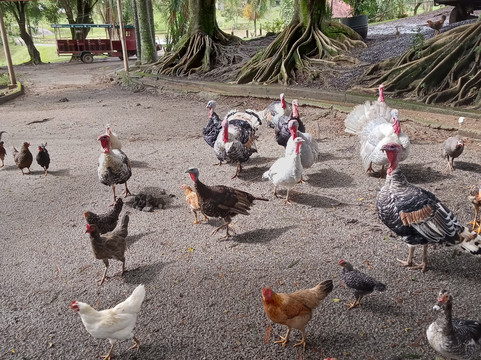 拉各斯塞特农场酒店主图