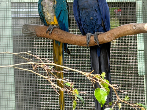 Parrots in Paradise Sanctuary-基亚拉凯库亚必去景点