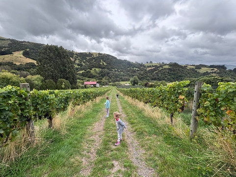 French Peak Vineyard-阿卡罗阿必去景点