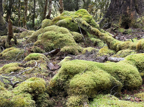 The Natural Flames Experience - Day Tours-Murchison必去景点