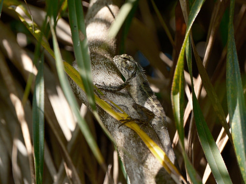 Grande Montagne Nature Reserve-罗德里格斯岛必去景点