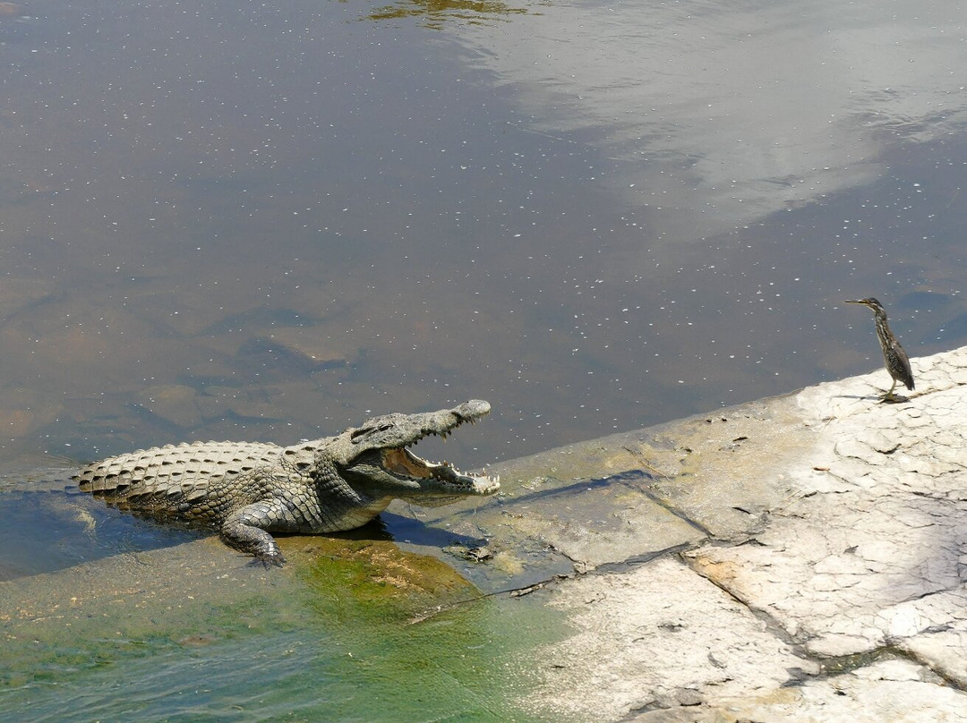 Kurt Safari-克鲁格国家公园必去景点