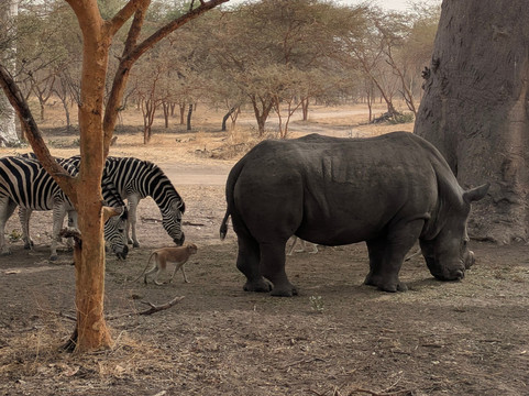Diegane Diouf Senegal Guide-莫布瓦必去景点