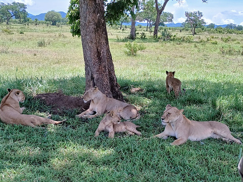 Samuel Thomas Nkingo-Mikumi必去景点