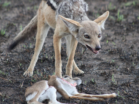 Bongo Trips-Kigamboni必去景点