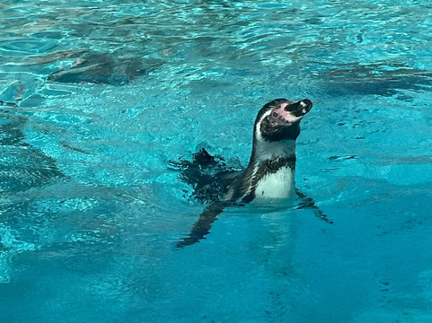 Skopje ZOO-斯科普里必去景点