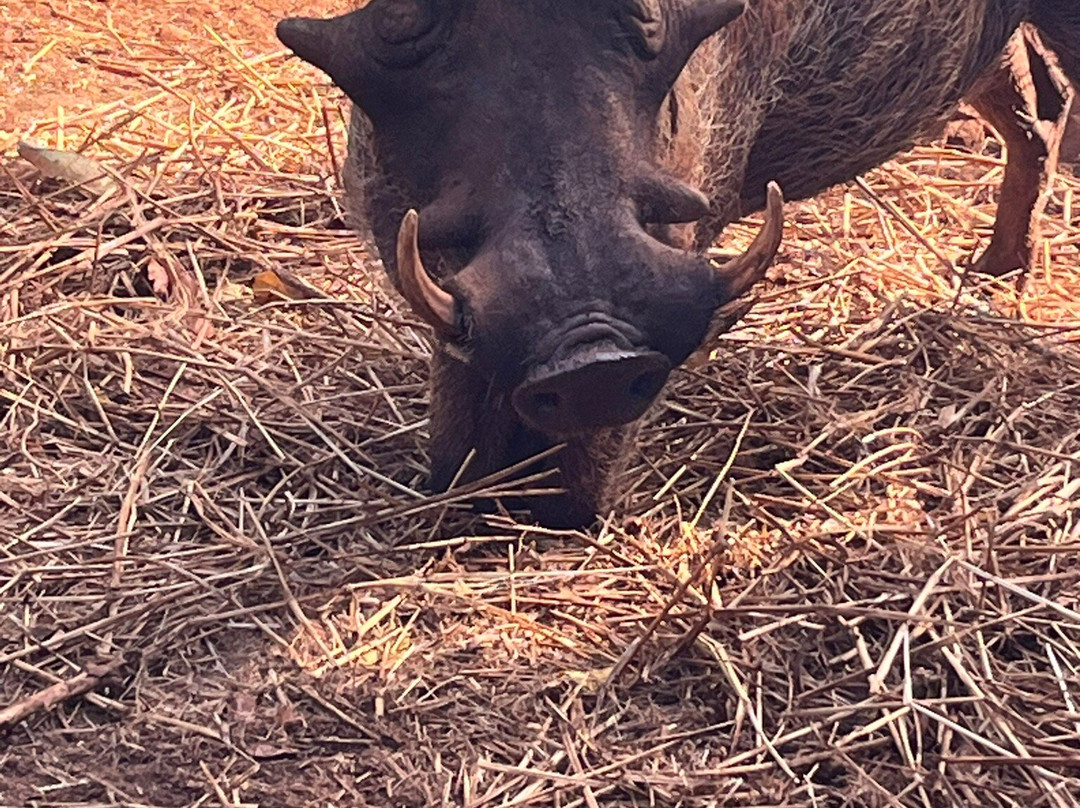 Bora Bora Wildlife Park-迪亚尼必去景点