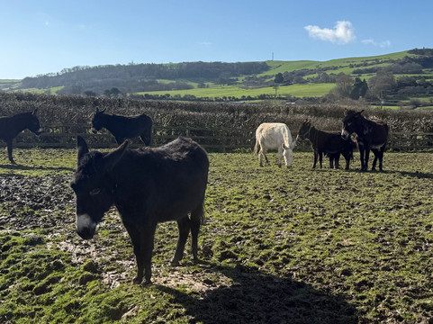 怀特岛毛驴之家-文特诺必去景点