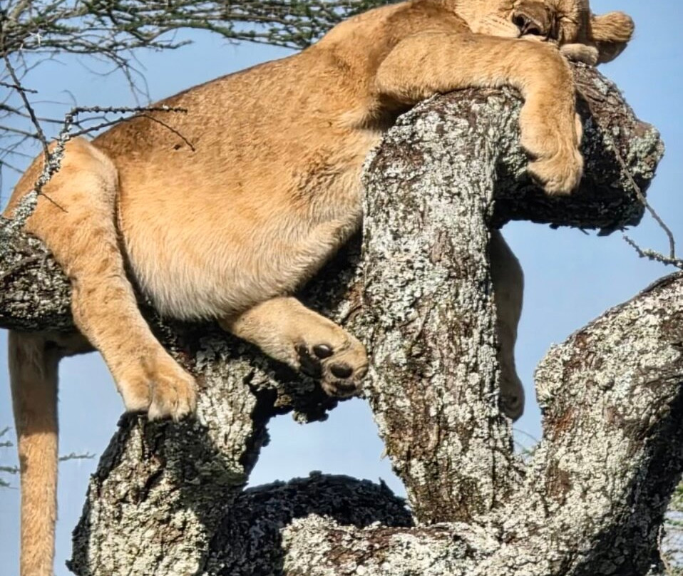 Carnivores Safaris Limited-阿鲁沙必去景点