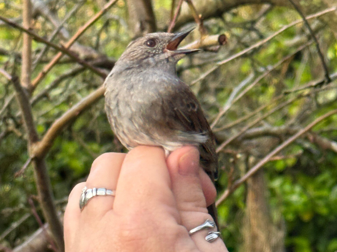 Wild New Forest Guided Tours-利明顿必去景点