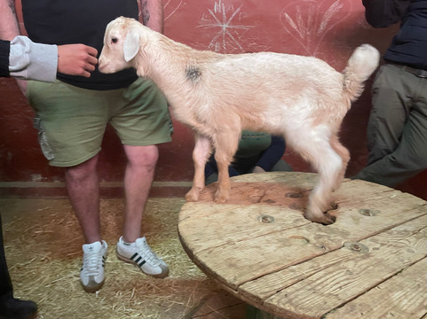 The Animal Academy-Antigua必去景点