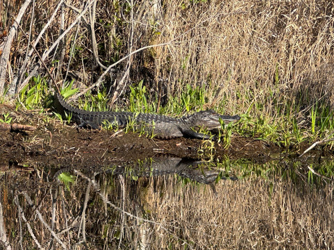 Okefenokee National Wildlife Refuge-Folkston必去景点