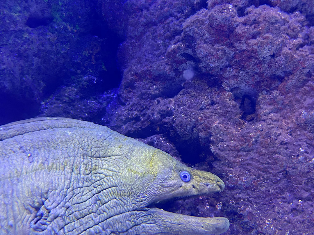 Gran Acuario Mazatlán Mar de Cortés-马萨特兰必去景点