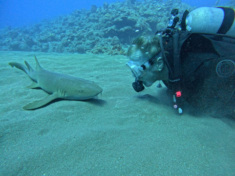 Sea Saba Dive Center-Windwardside必去景点