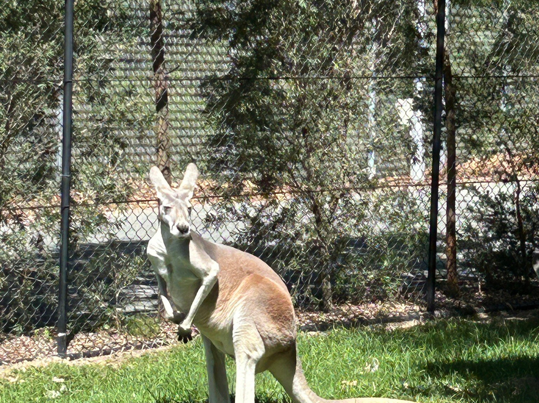 Sydney Zoo-布莱克敦必去景点