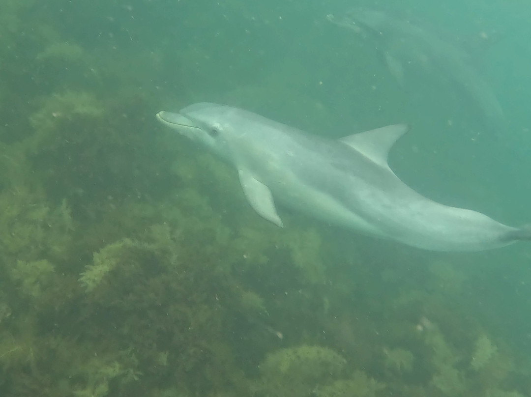 Kangaroo Island Marine Adventures-金斯科特必去景点