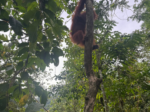 Sumatra orangutan escape-棉兰必去景点