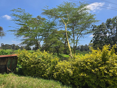 Fairview Coffee Estate-内罗毕必去景点