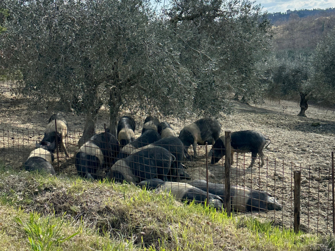 Azienda Agraria San Gregorio-丘西必去景点
