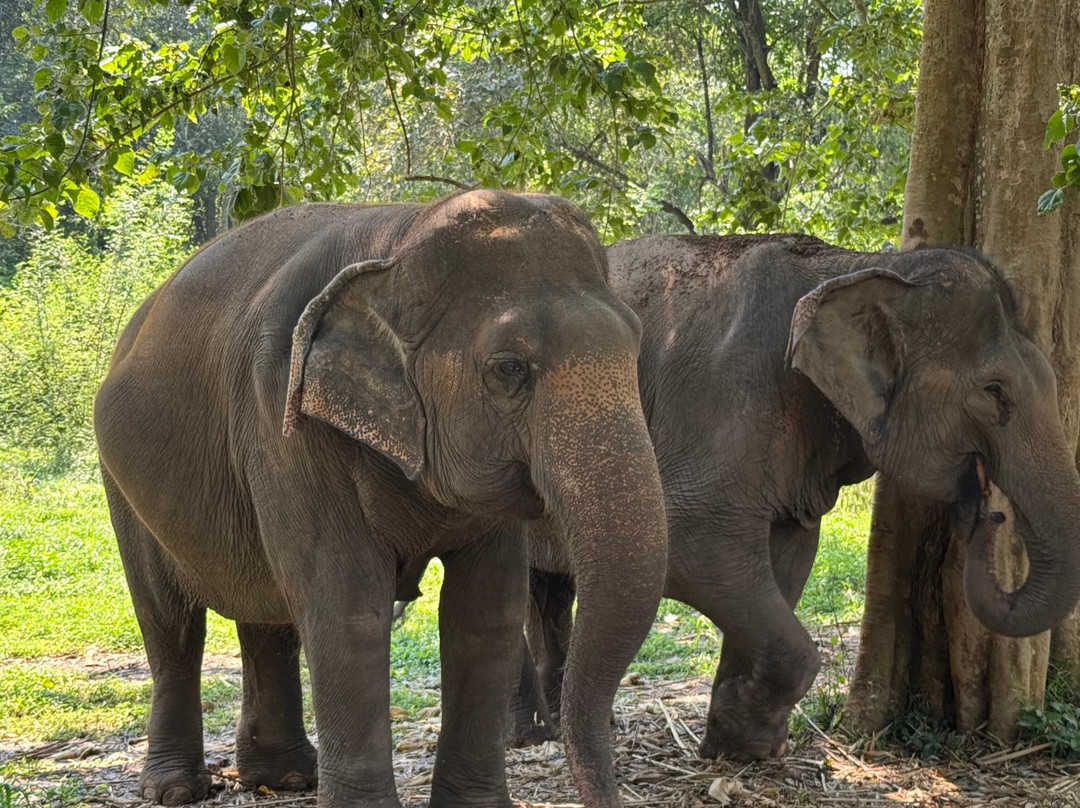 Elephant Haven-柿约必去景点