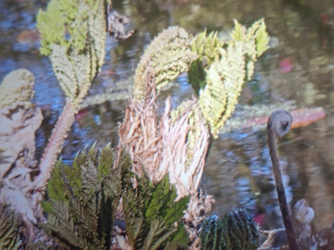 Green Island Gardens-Ardleigh必去景点