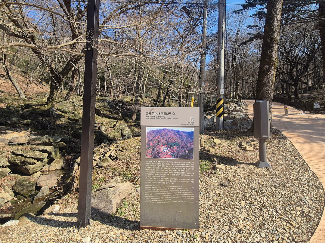 Gochang Munsusa Maple Tree Forest