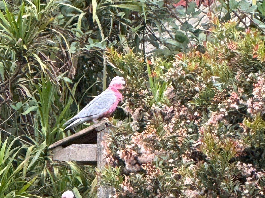 大洋路野生动物公园-Princetown必去景点