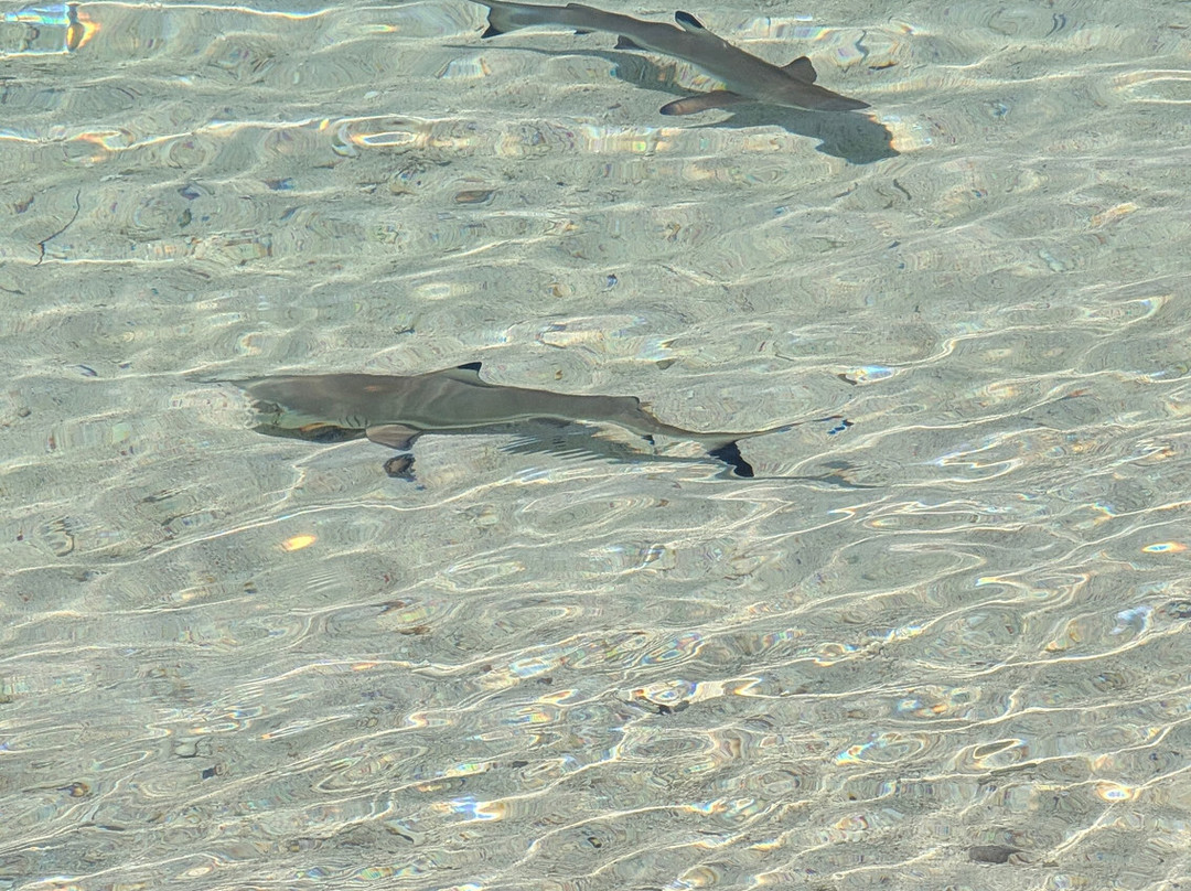 Captain Komodo-Labuan Bajo必去景点